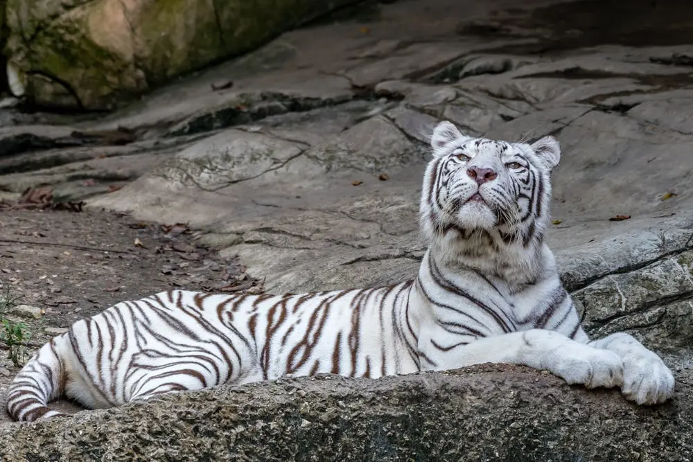 Davenport to San Antonio  Road Trip Section Image