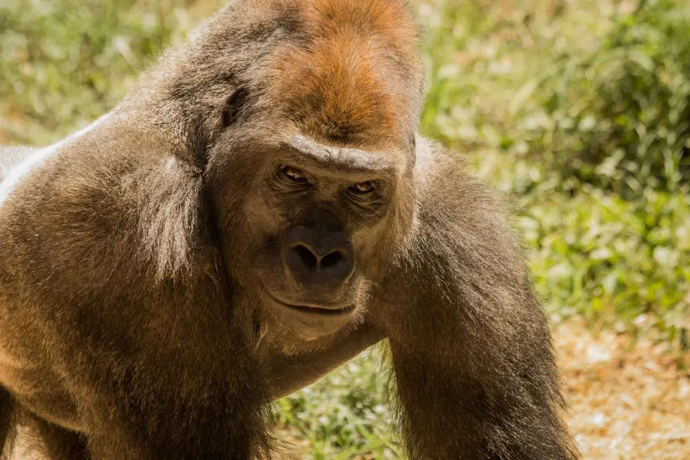 Omaha to Chicago Road Trip Section Image