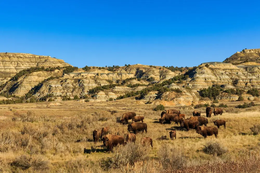 Theodore Roosevelt National Park