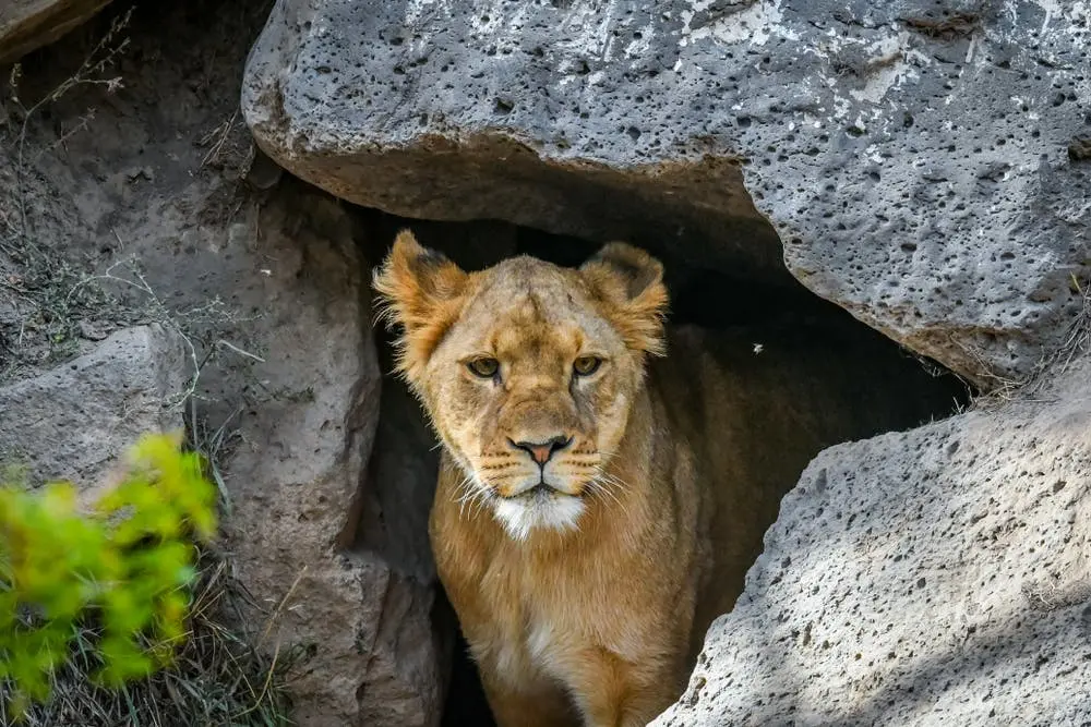 Idaho Falls to Reno Road Trip Section Image