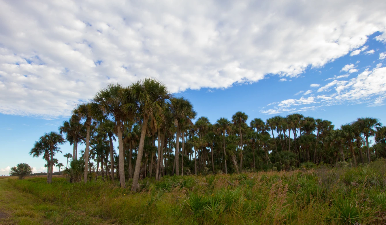 Kissimmee Prairie Preserve State Park