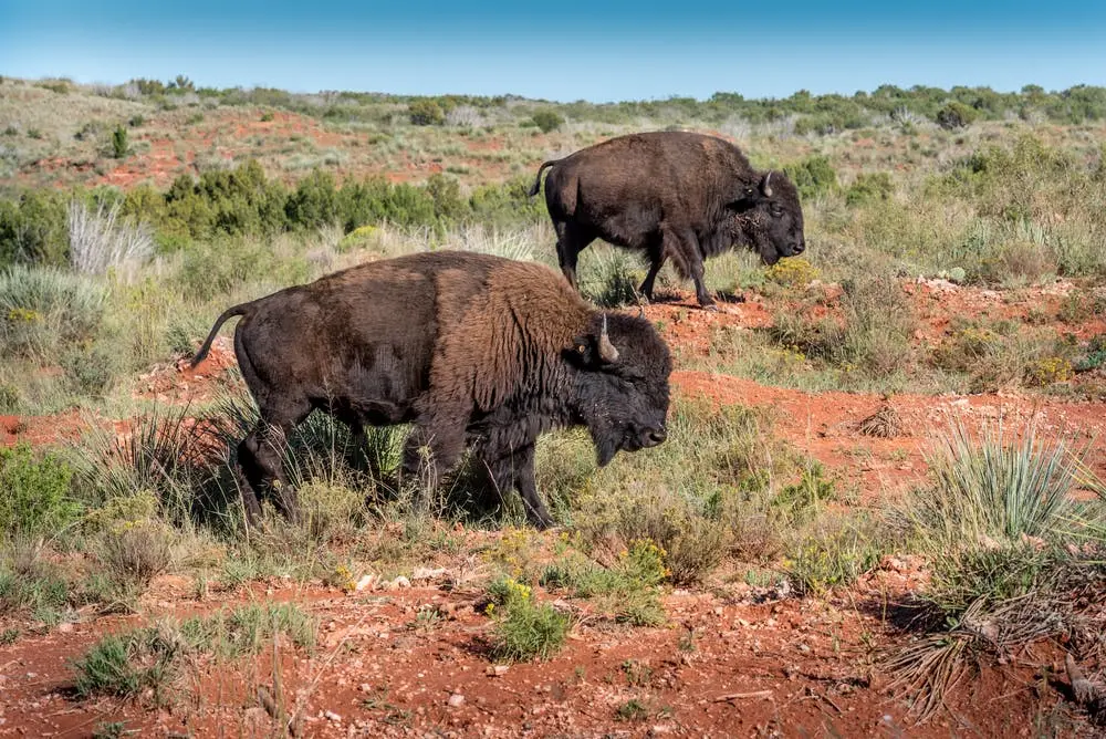 Dallas to Colorado Road Trip Section Image