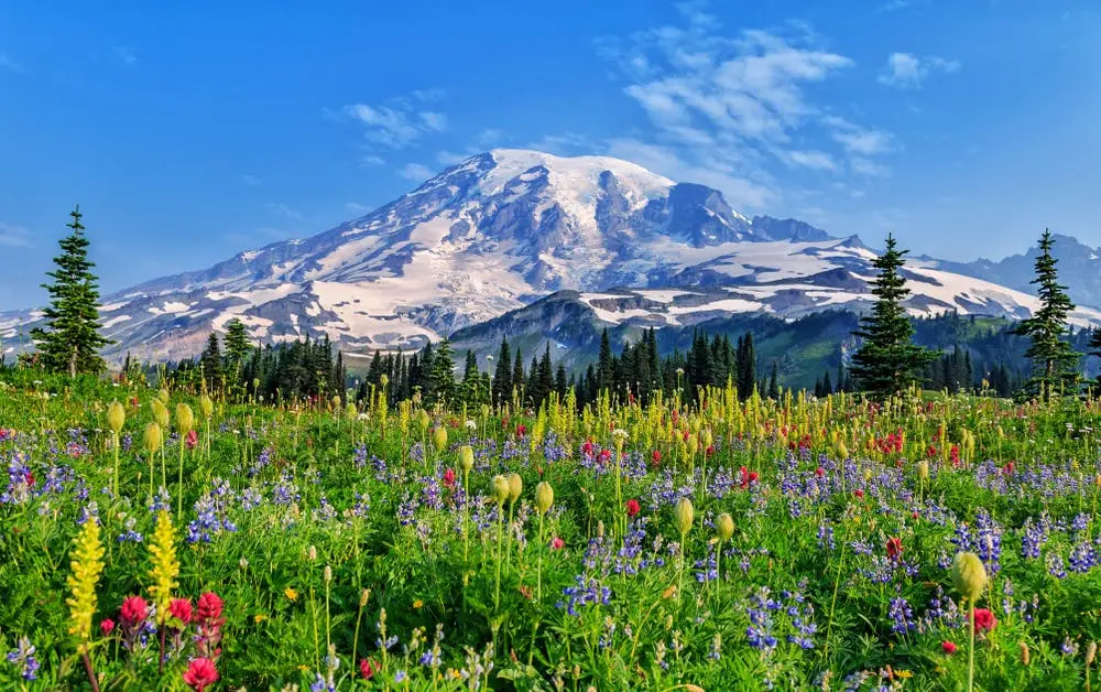 A view of Mount Rainier National Park