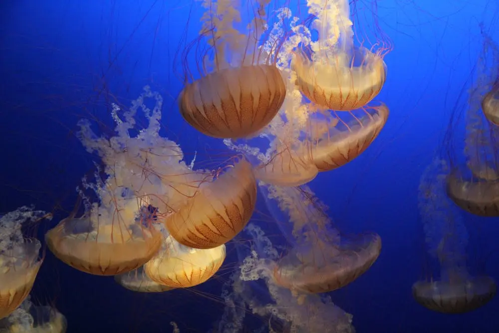 Detroit to Omaha Road Trip Section Image