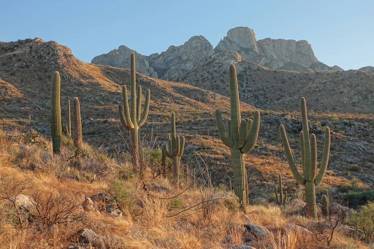 Catalina State Park