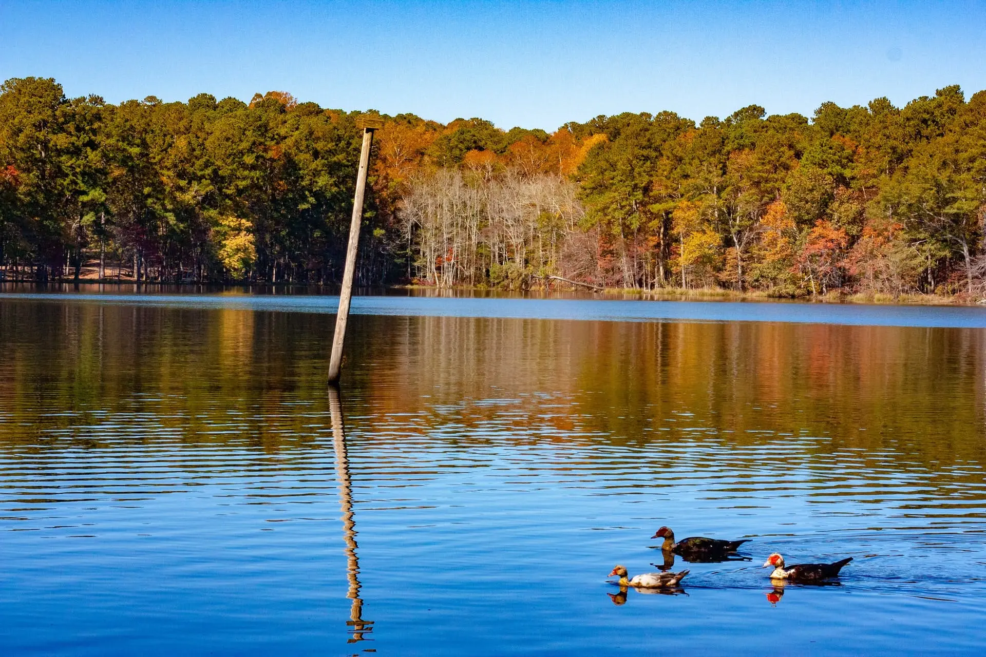 Austin to Atlanta Road Trip Section Image