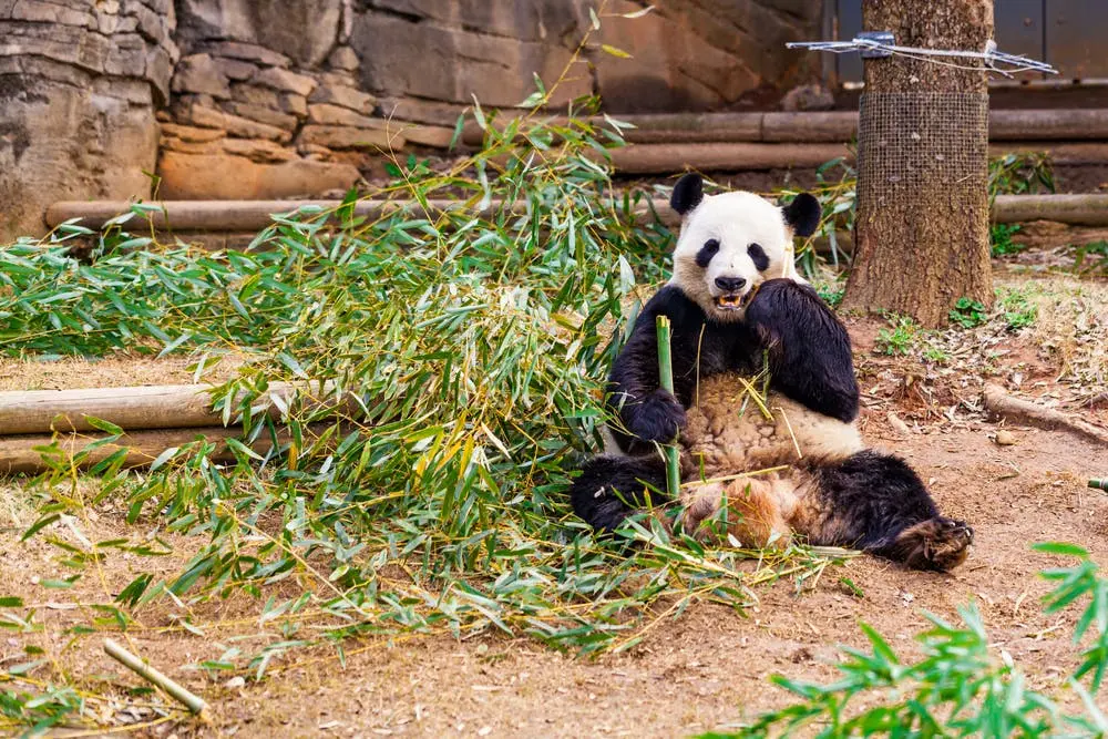 Detroit to Orlando Road Trip Section Image