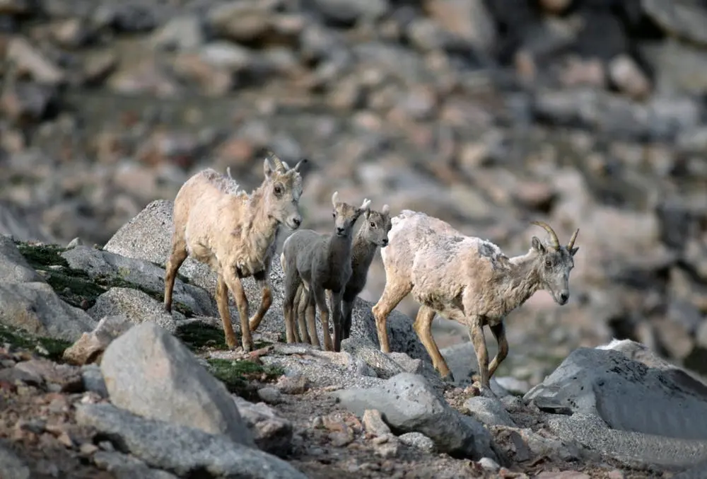 Colorado Springs to Ogden Road Trip Section Image
