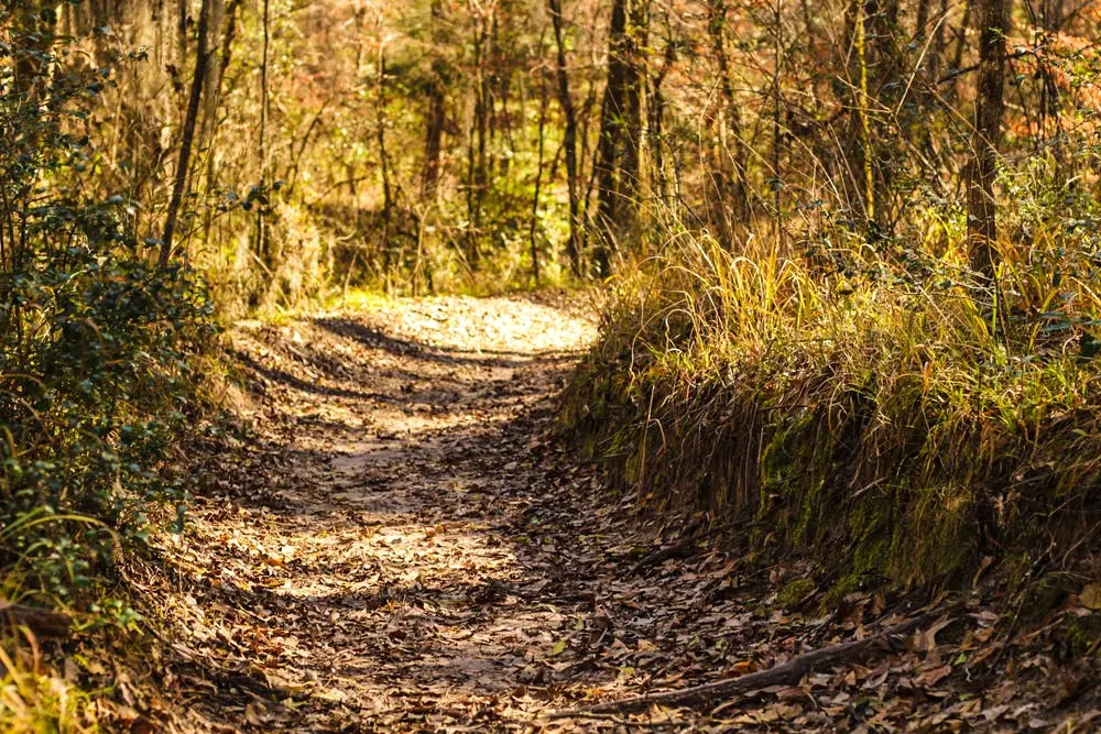 Sam Houston National Forest