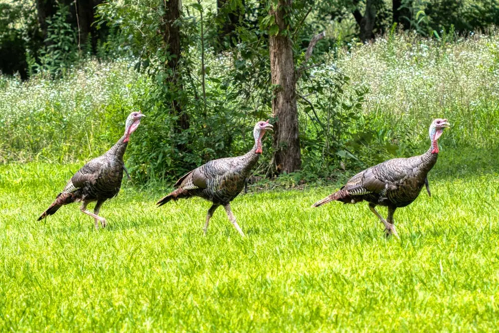 Nashville to Knoxville Road Trip Section Image