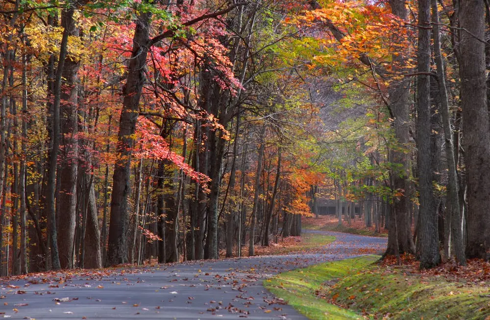 Beech Fork State Park