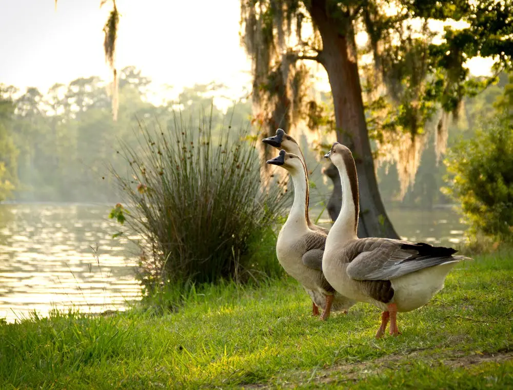 Sam Houston Jones State Park