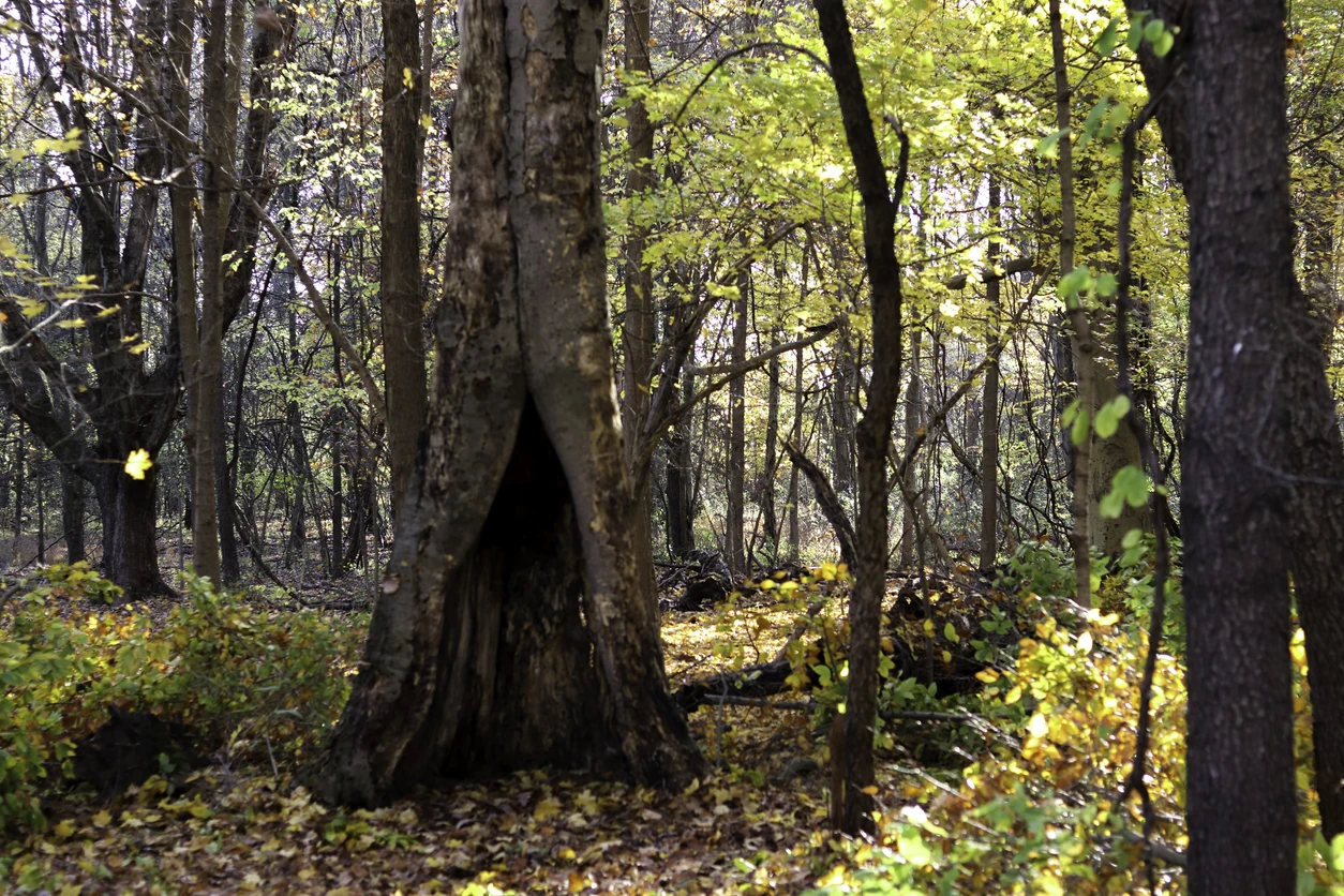 Lake Loramie State Park