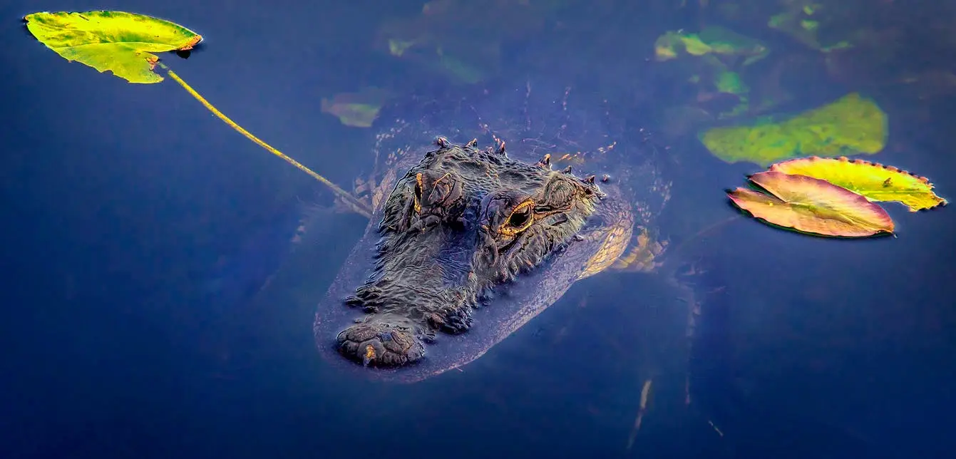 Miami to Key West Road Trip Section Image