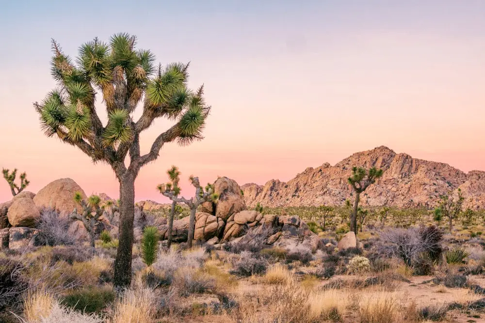 Joshua Tree to St. George