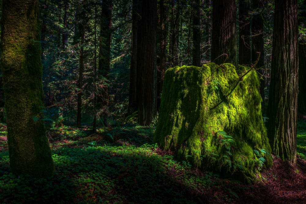 are dogs allowed in navarro river redwoods state park ca