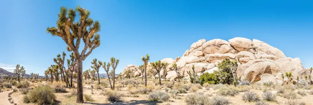 Joshua Tree to Long Beach Road Trip Section Image
