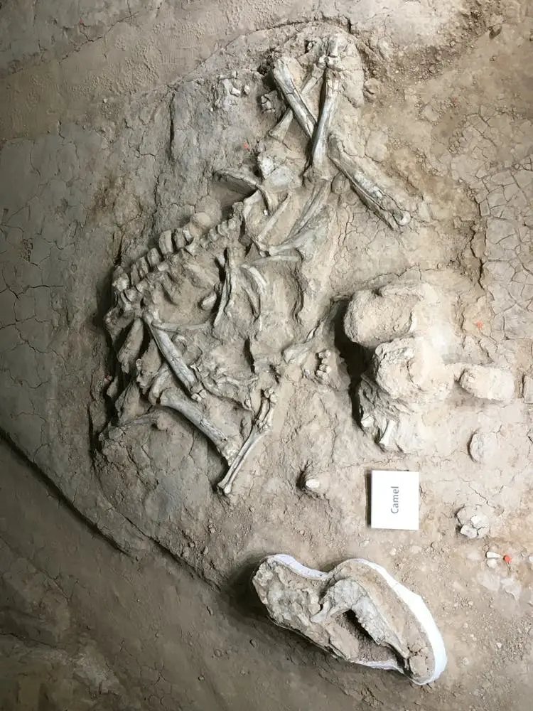 Dallas to Austin Road Trip Section Image