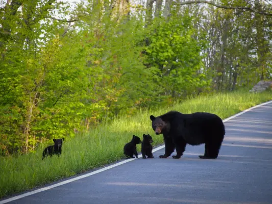 Things to do Outside Shenandoah National Park