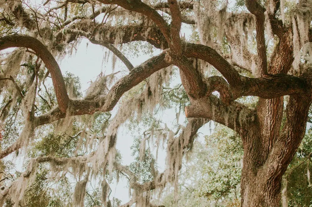 Atlanta to Savannah Road Trip Section Image