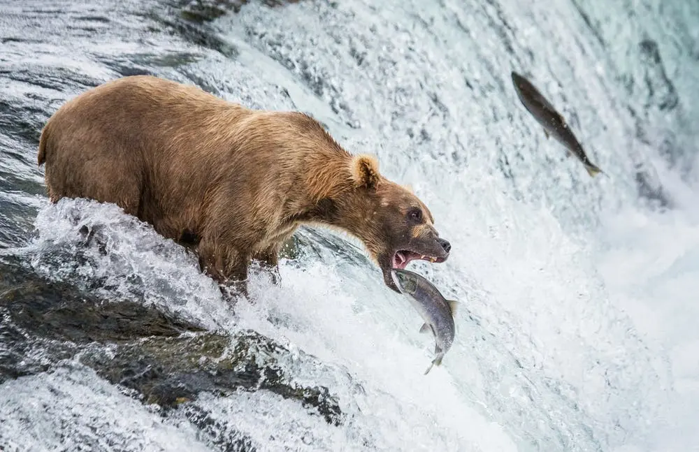 A view of Katmai National Park