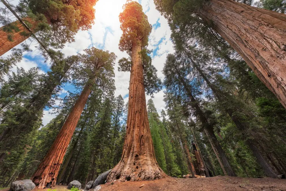 Sequoia National Park