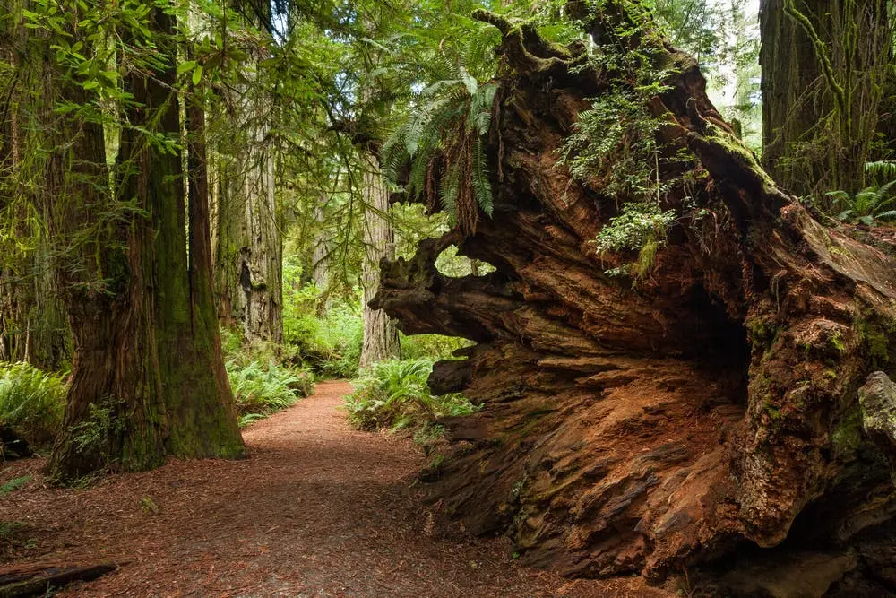 Sacramento to Redwood National Park Road Trip Section Image