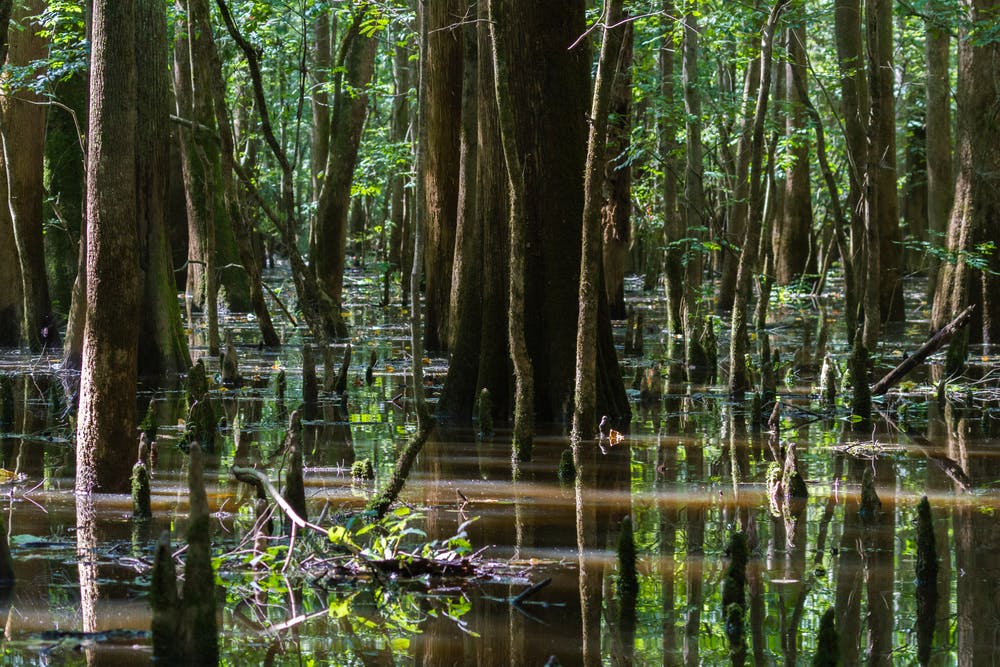 A view of Congaree National Park