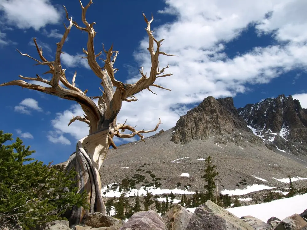 A view of Great Basin National Park
