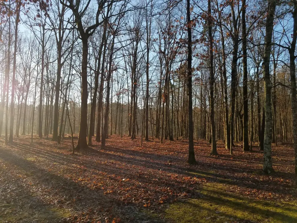 Cane Creek State Park