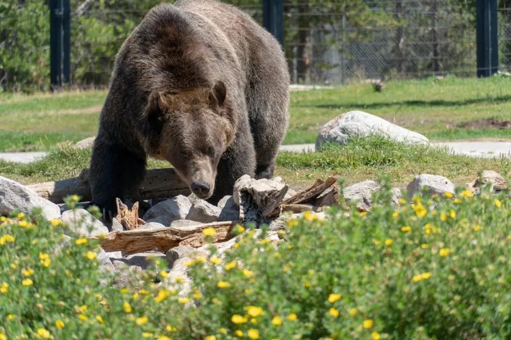 Boise to Bozeman Road Trip Section Image