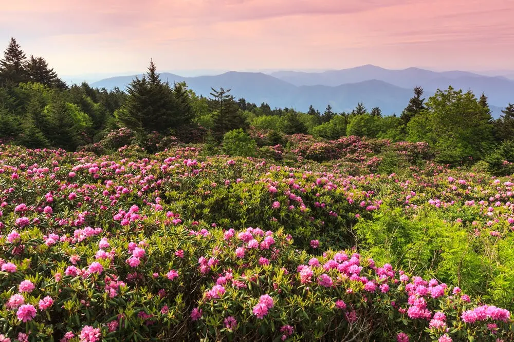 Roan Mountain State Park