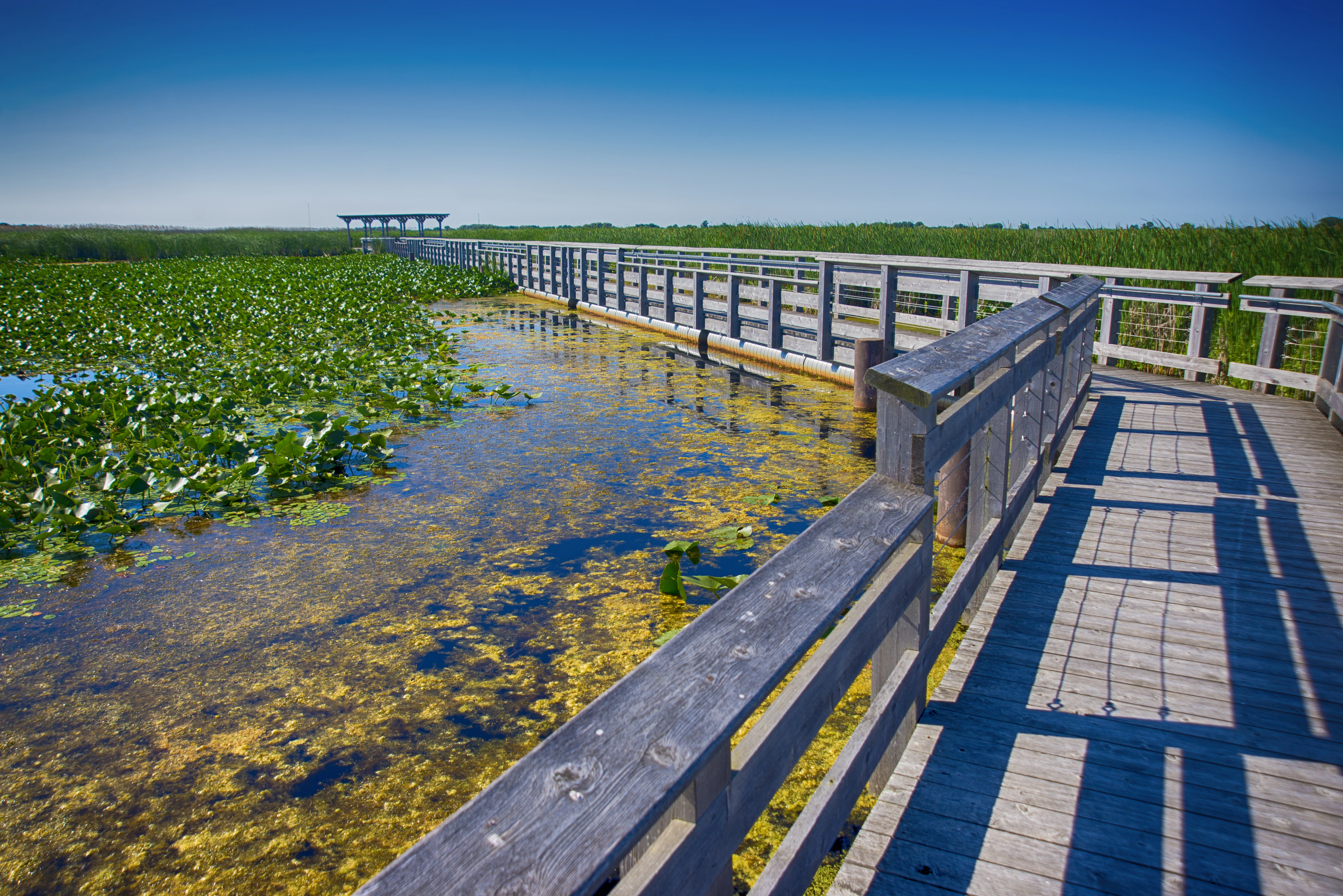 A view of Point Pelee National Park