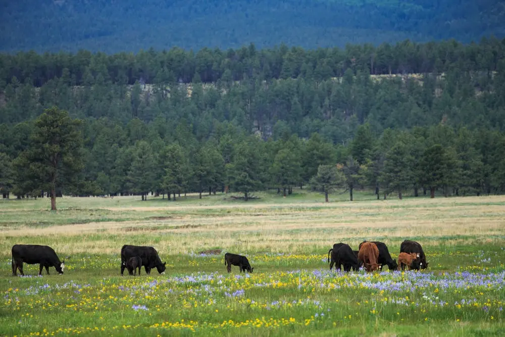 Carson National Forest