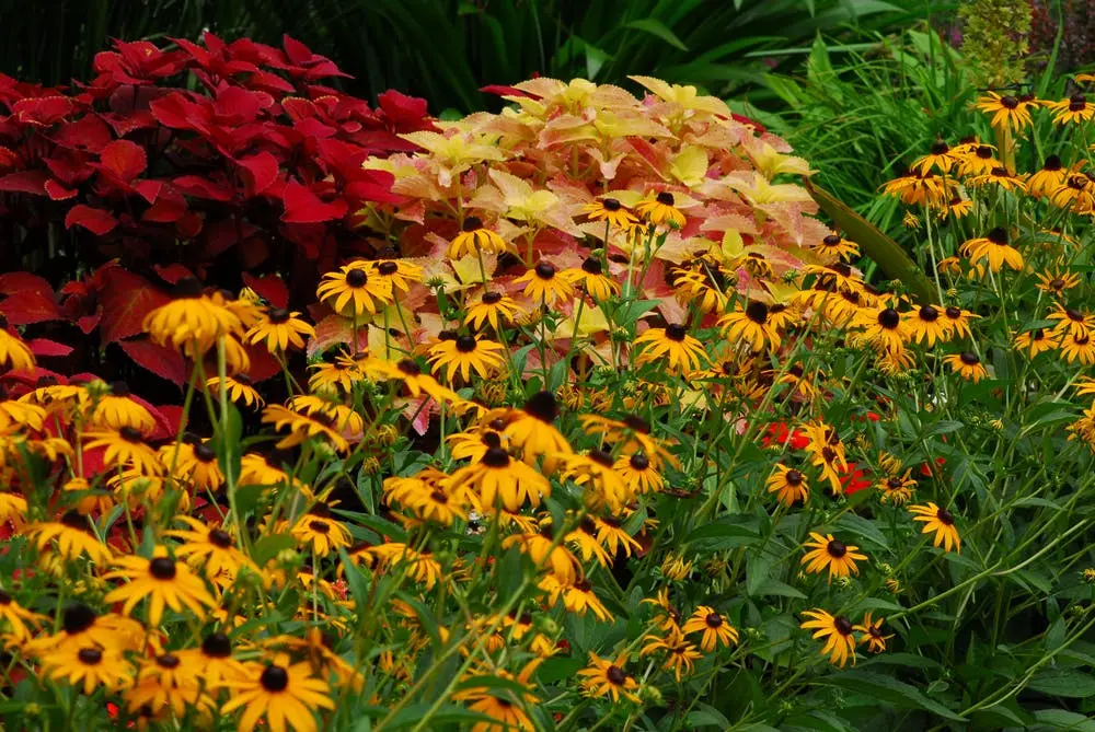 Dallas to New Orleans Road Trip Section Image