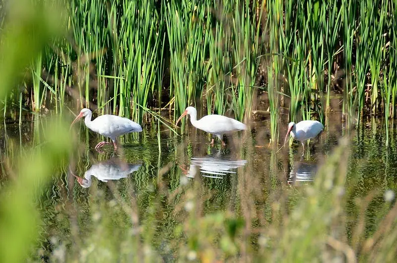 Dallas to Houston Road Trip Section Image