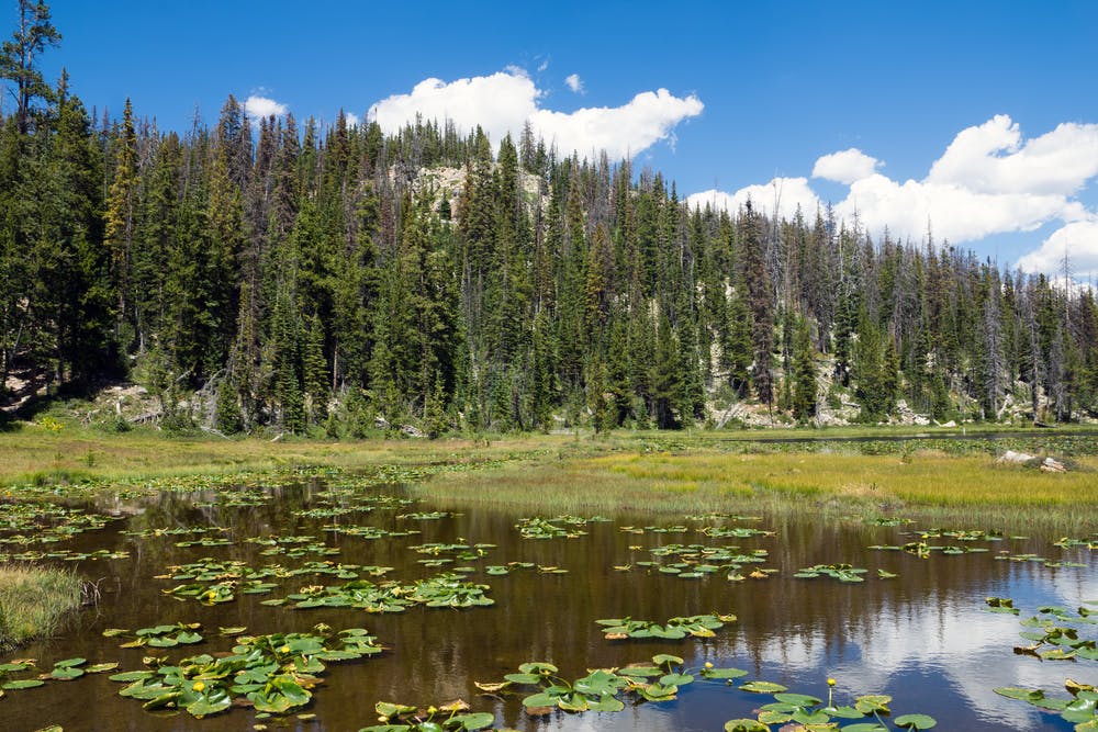 Uinta-Wasatch-Cache National Forest | Wyoming