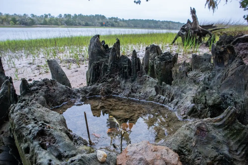 Tallahassee to Montgomery Road Trip Section Image