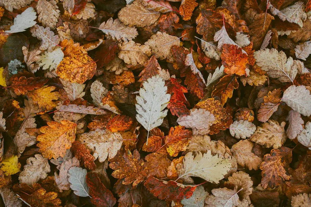 San Jose to Portland Road Trip Section Image