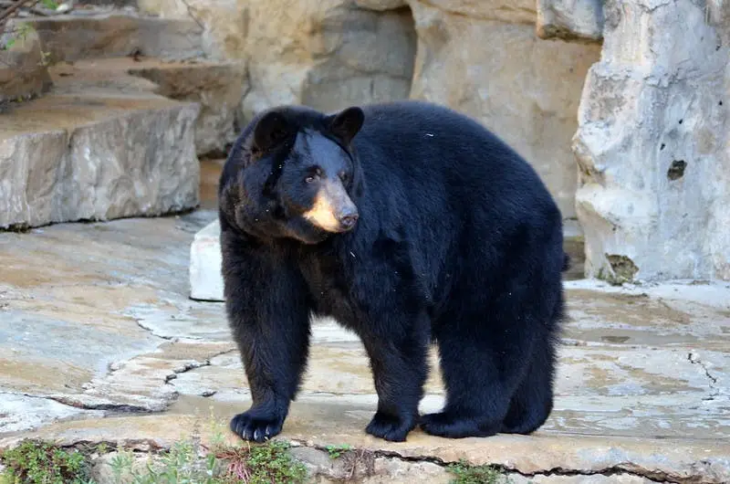 Dallas to Houston Road Trip Section Image