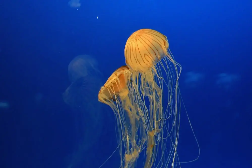 Sarasota to St. Augustine Road Trip Section Image