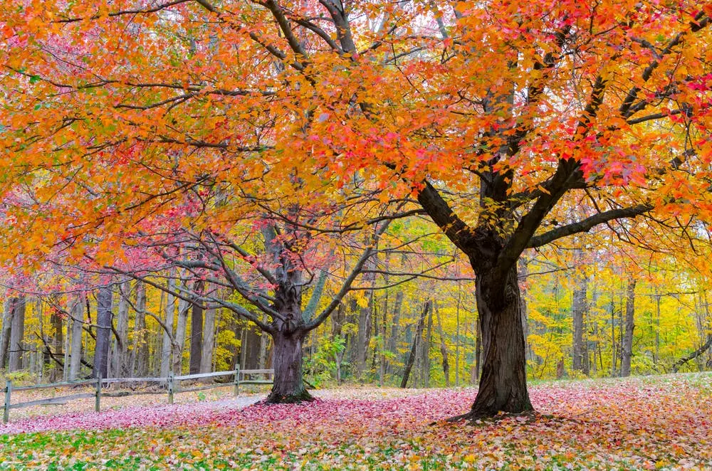 Cleveland to Chicago Road Trip Section Image