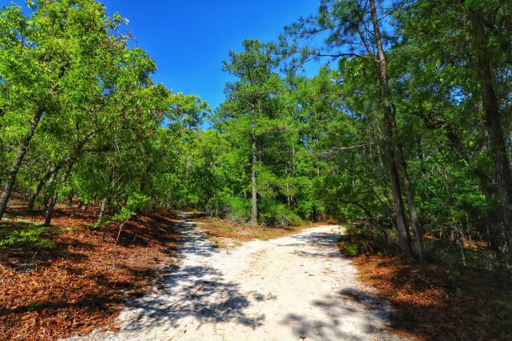 Charlotte to Orlando Road Trip Section Image