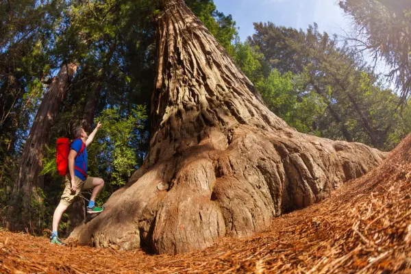 Redwood National Park Hiking Trails