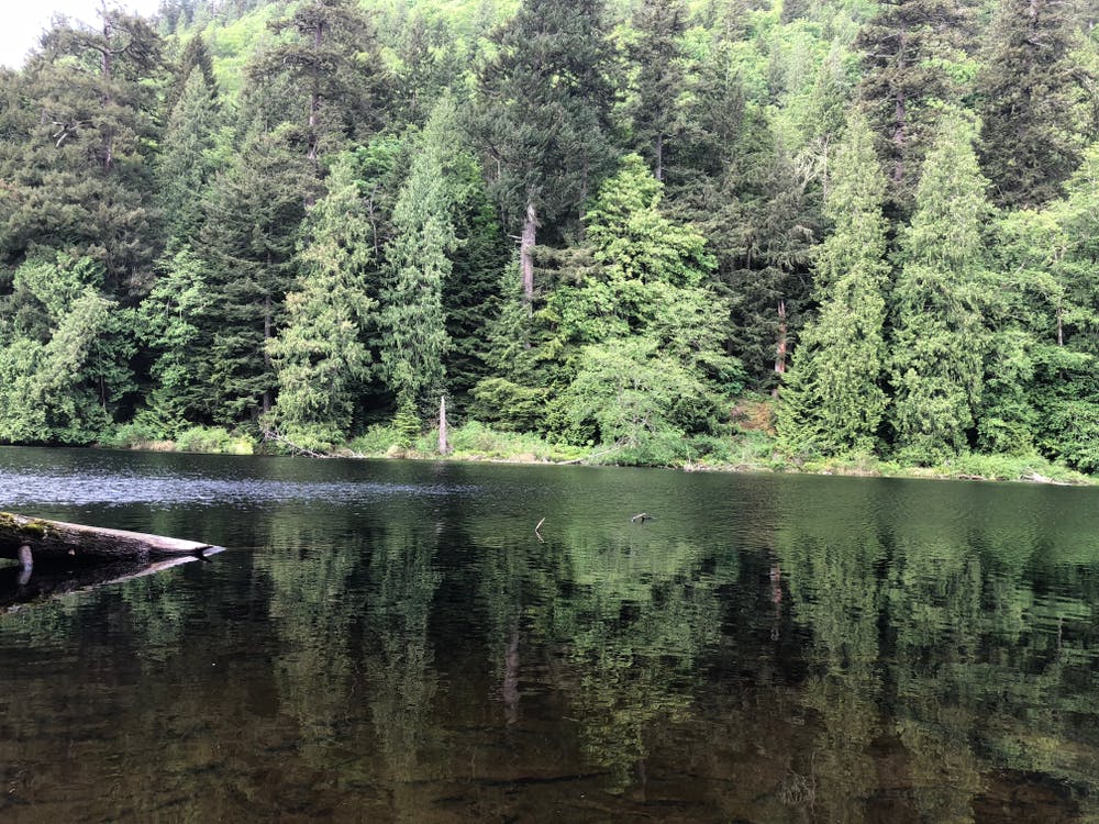 are dogs allowed at larrabee state park