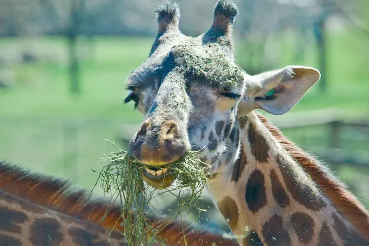 Cleveland to Chicago Road Trip Section Image