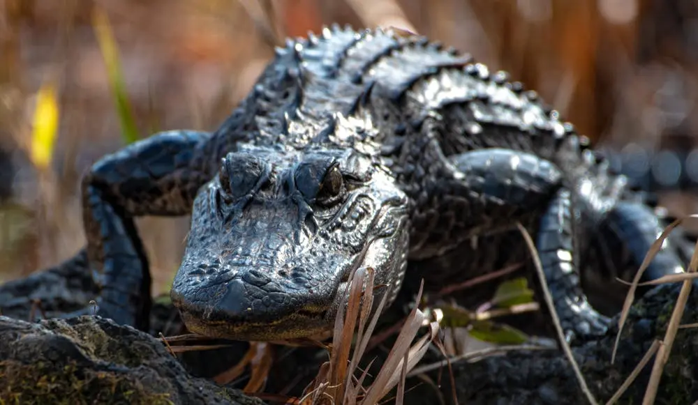 Atlanta to Miami Road Trip Section Image