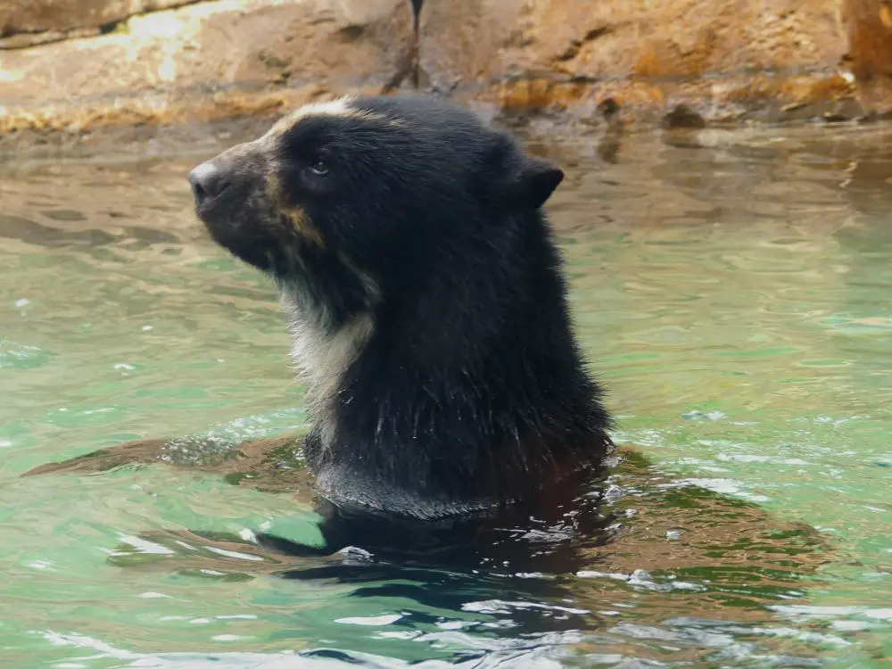 Chicago to Montgomery Road Trip Section Image