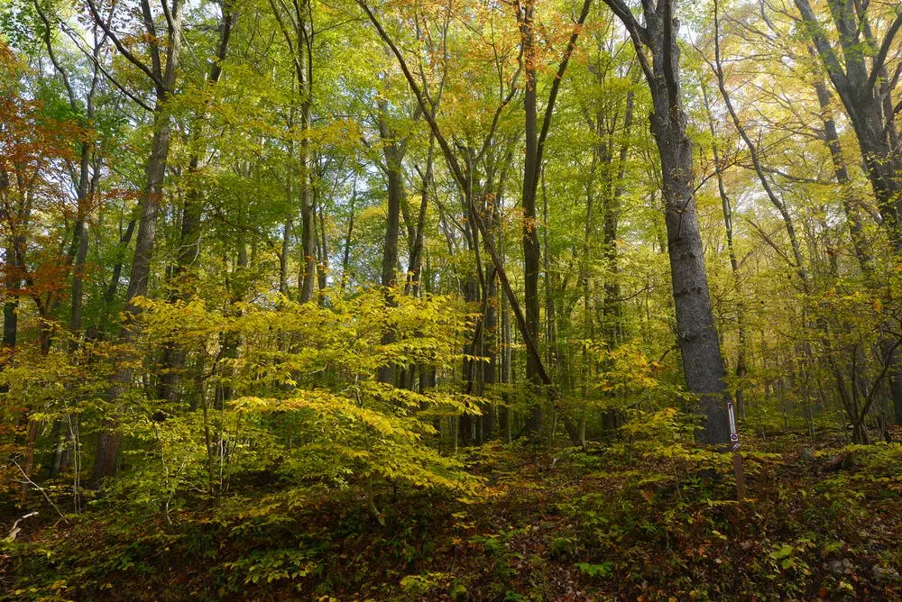 Cabwaylingo State Forest 