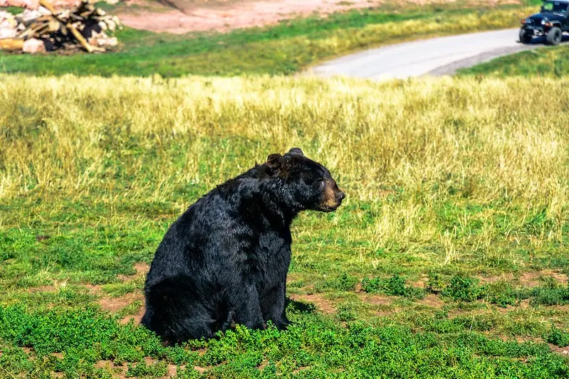 Omaha to Mount Rushmore Road Trip Section Image